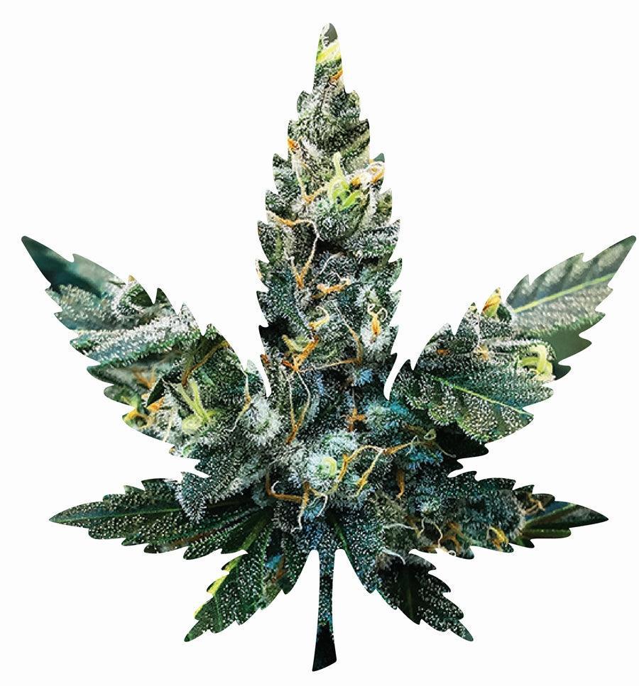 Indica Leaf Shape Puzzle: Sport Farmer "Witches Fuel" 10" x 11" 69 Piece 1/4 Inch thick Maple Wood Jigsaw - SmokeWeed.com
