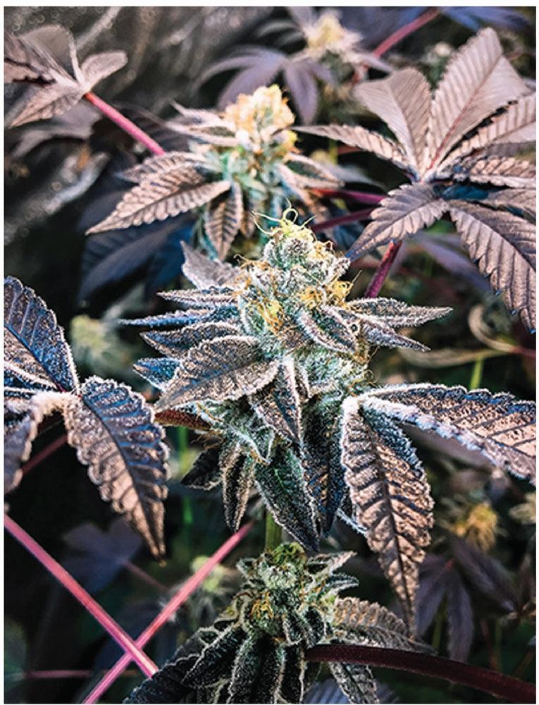 Indica Puzzles: Sport Farmer “Grape Licorice Cookies” 8.1" x 10.81" 130 Piece 1/4 Inch thick Maple Wood Jigsaw Puzzle - SmokeWeed.com